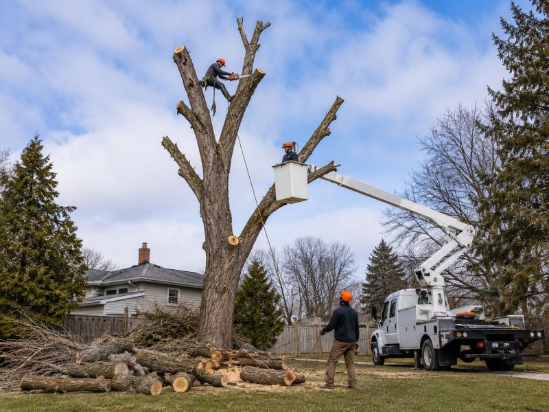 Apple Tree Removal in Montgomery County, PA