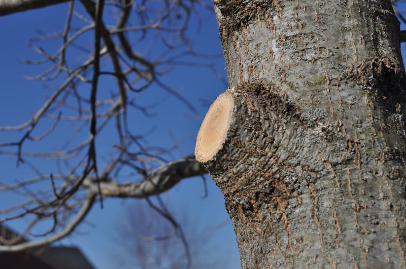 Birch Tree Pruning in Aiken, SC