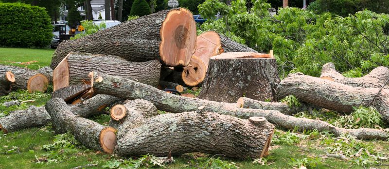 Birch Tree Removal in Bucks County, PA