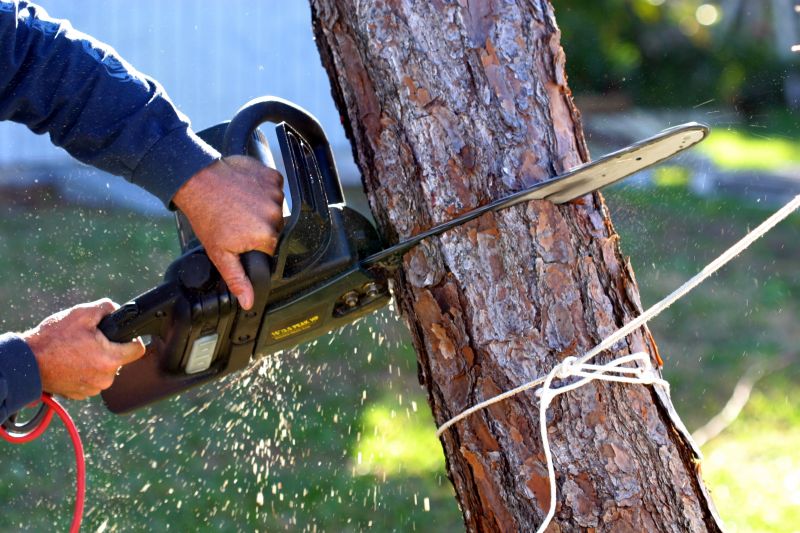 Cypress Tree Removal in Montgomery County, PA