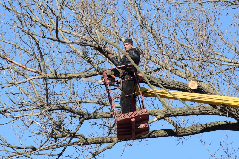 Emergency Tree Service