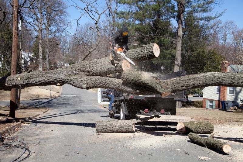 Completed Emergency Tree Removal