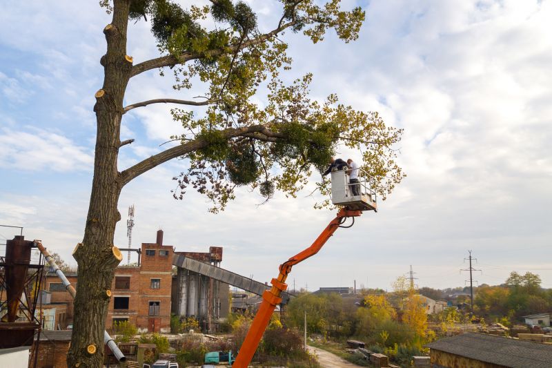 Emergency Tree Service