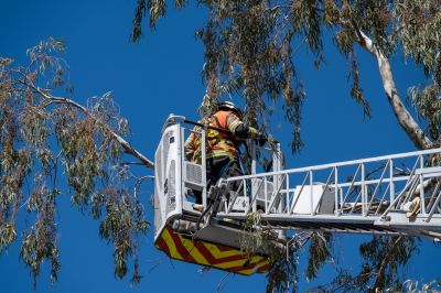 Emergency Tree Service