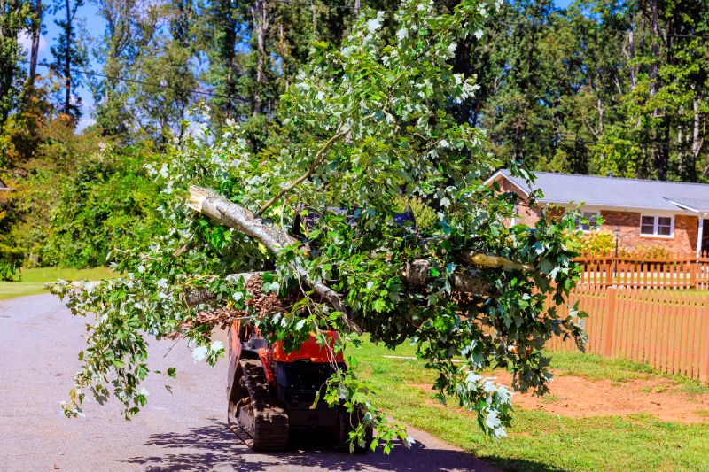 Emergency Tree Service