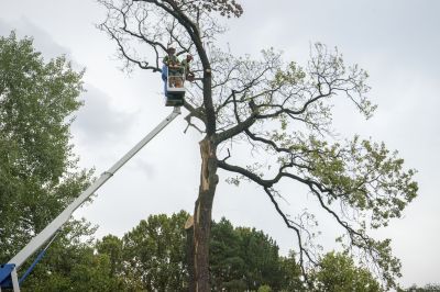 Emergency Tree Service