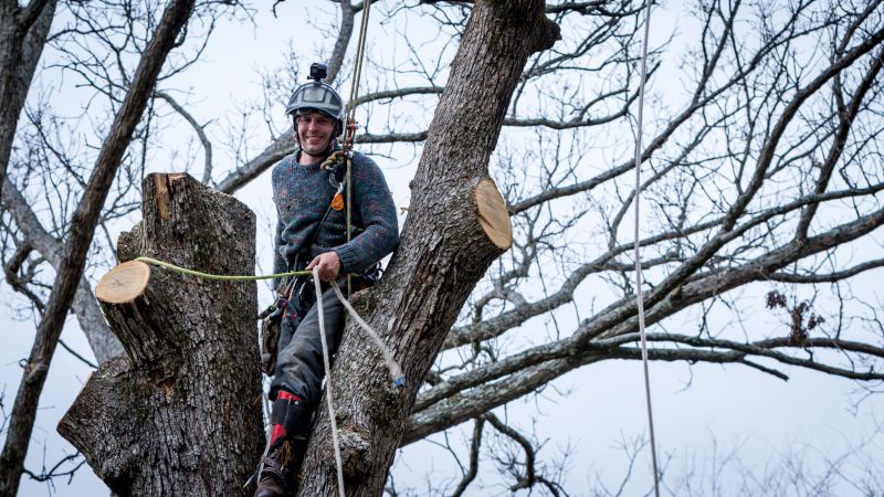 Emergency Tree Service