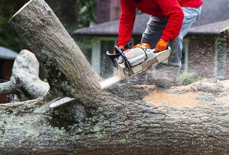 Commercial Property Tree Removal