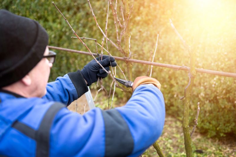 Juniper Pruning in Rockwall, TX