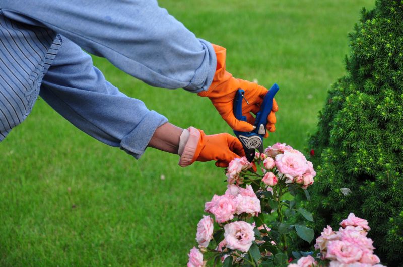 Rose Bush Pruning in Aiken, SC