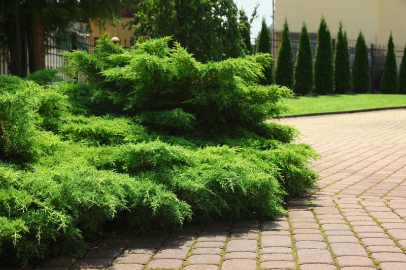 Shrubs Removal in Honolulu, HI