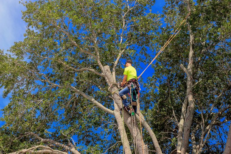 Precision Pruning by Arborists