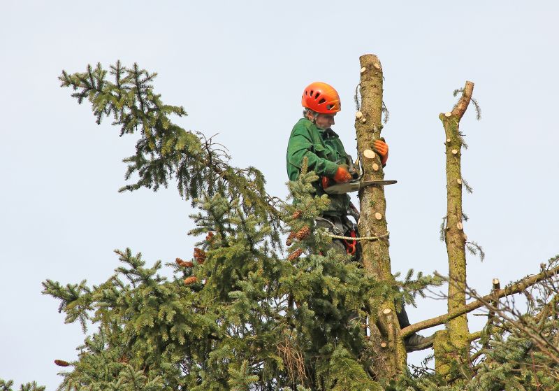 Commercial Tree Trimming in Allentown, PA