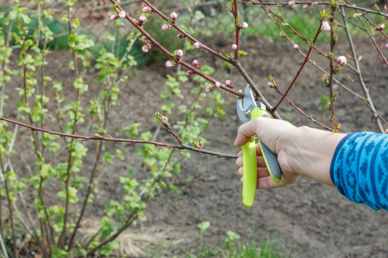 Magnolia Tree Pruning in Allentown, PA