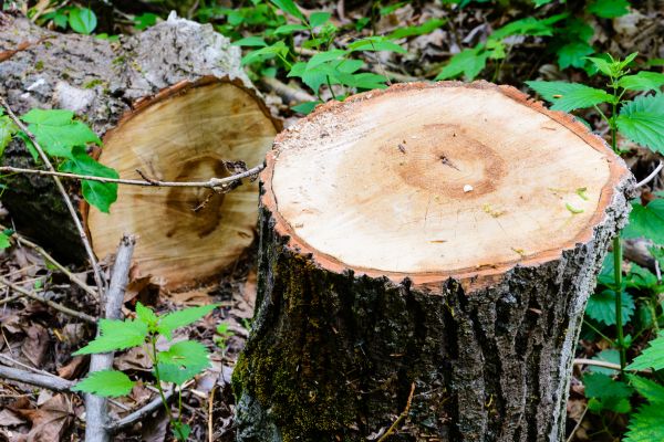 Emergency Tree Service - Emergency Tree Service Murfreesboro, Tennessee